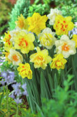 Narcissus double mixed