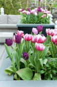 Tulips on pot