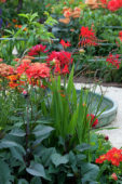 Summer garden