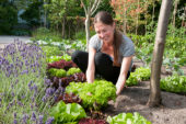 Woman harvesting lettuce