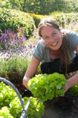Woman harvesting lettuce