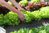 Harvesting lettuce
