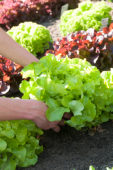 Harvesting lettuce