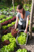Woman harvesting lettuce