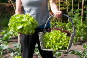 Harvesting lettuce