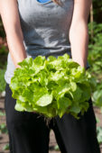 Harvested lettuce
