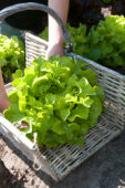Harvesting lettuce