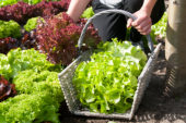 Harvesting lettuce