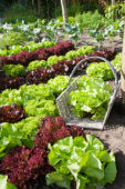 Harvested lettuce