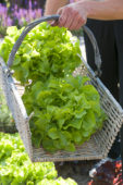 Harvested lettuce