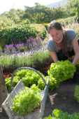 Woman harvesting lettuce