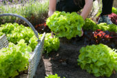 Harvesting lettuce