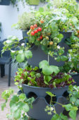 Vegetables on pot