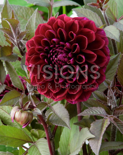 Dahlia burgundy