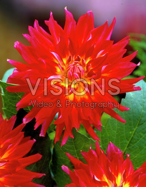 Dahlia orange/red
