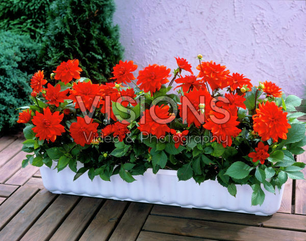 Dahlia red
