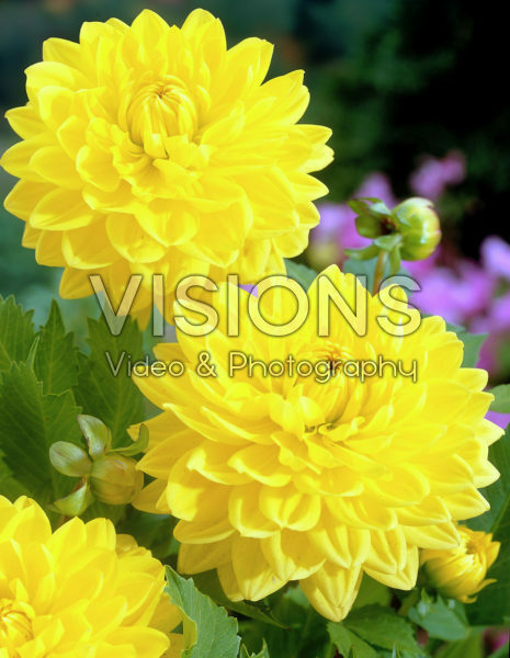 Dahlia yellow