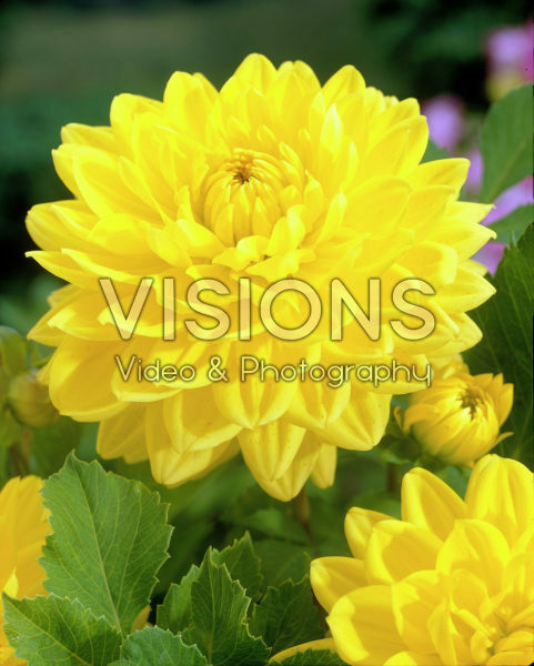 Dahlia geel
