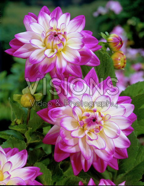 Dahlia tweekleurig