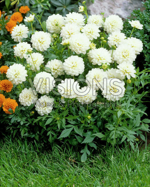 Dahlia wit