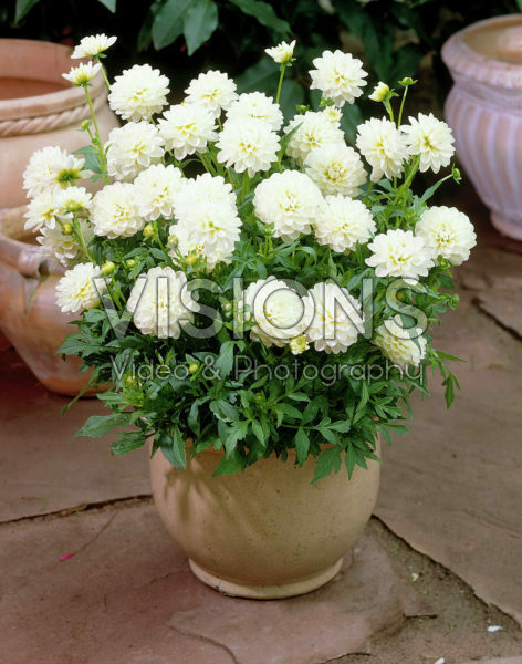 Dahlia white