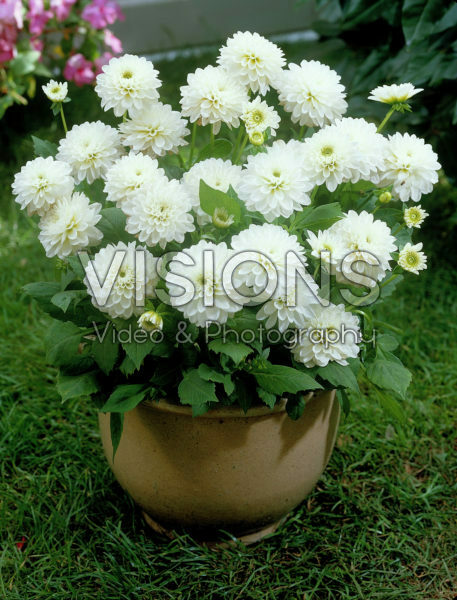 Dahlia wit