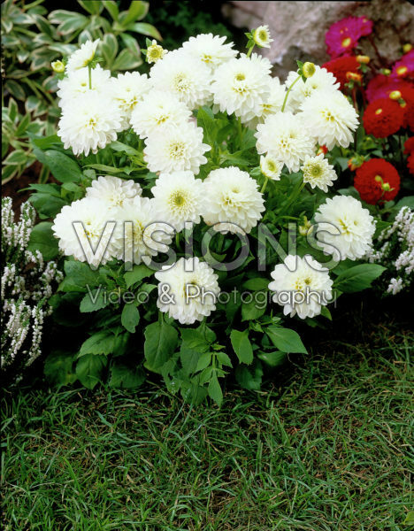 Dahlia wit