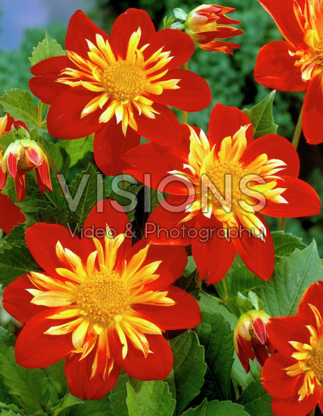Dahlia rood
