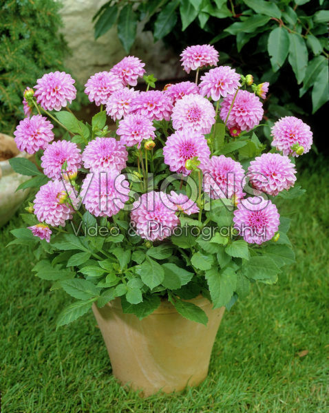 Dahlia roze