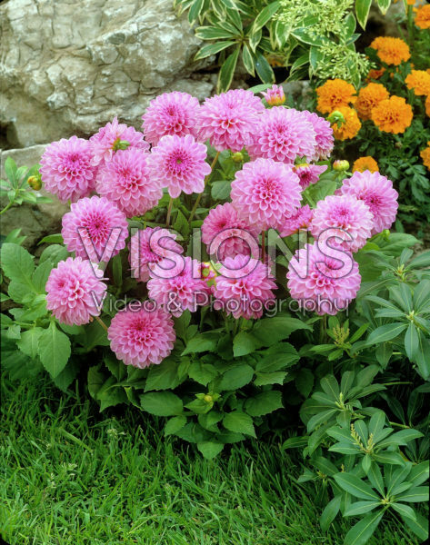 Dahlia pink