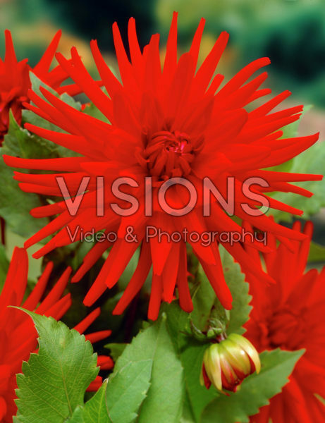 Dahlia rood