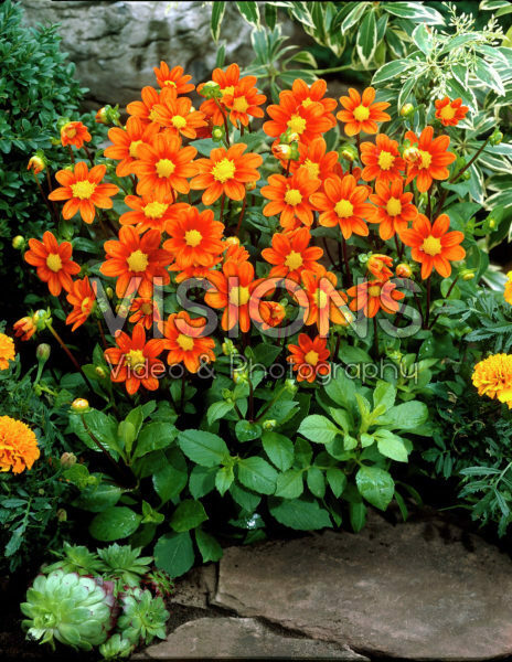 Dahlia orange