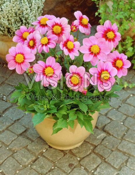 Dahlia roze