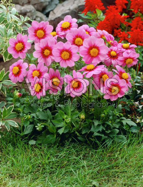 Dahlia pink