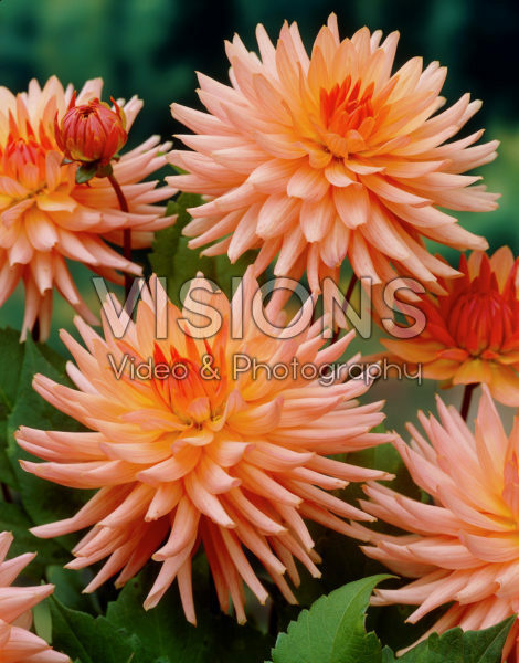 Dahlia Preference