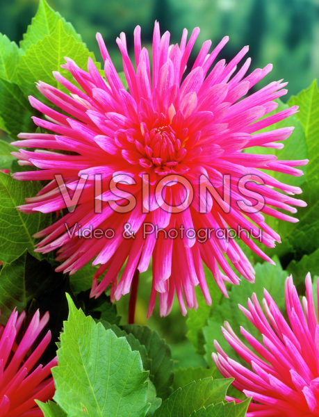 Dahlia crimson/roze