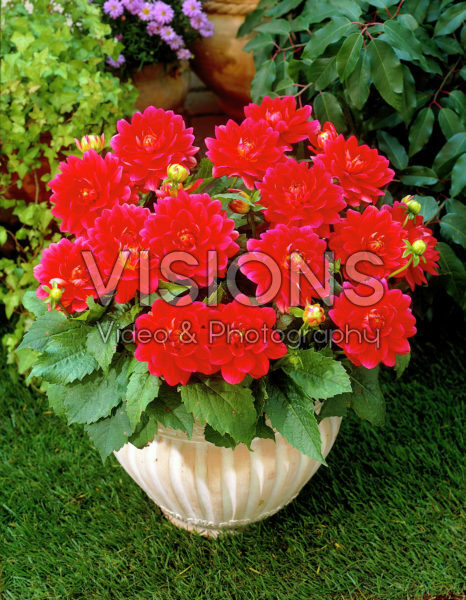 Dahlia rood