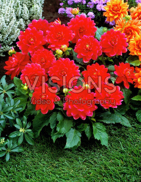 Dahlia rood