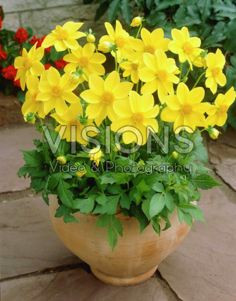 Dahlia yellow