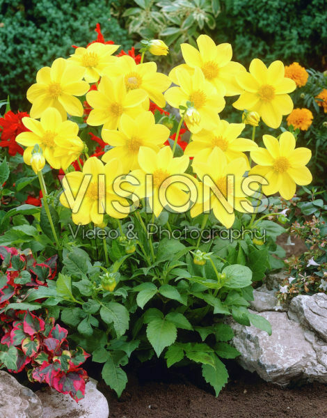 Dahlia geel