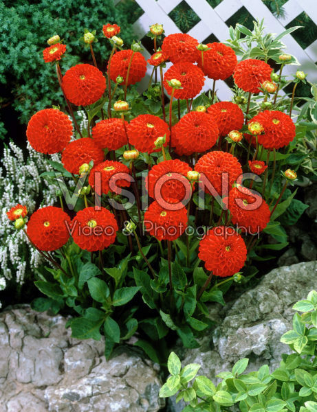 Dahlia oranje/rood
