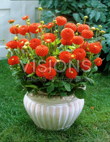 Dahlia orange/red