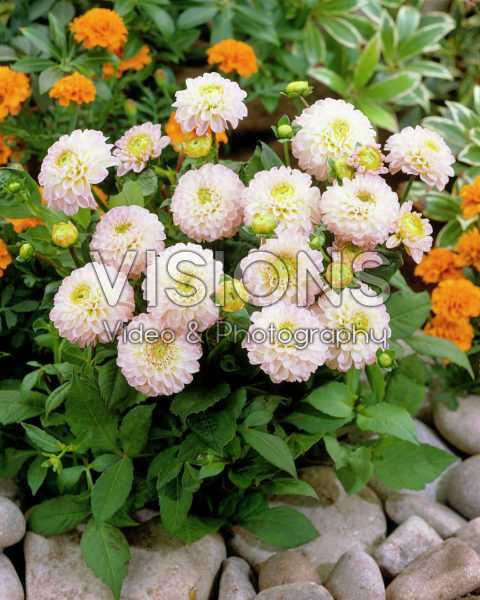 Dahlia roze Dahlia roze