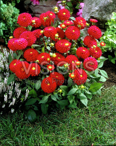Dahlia rood Dahlia rood