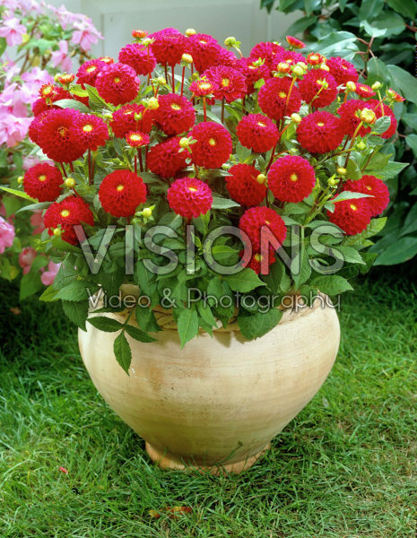 Dahlia red Dahlia red
