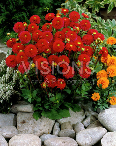 Dahlia red Dahlia red