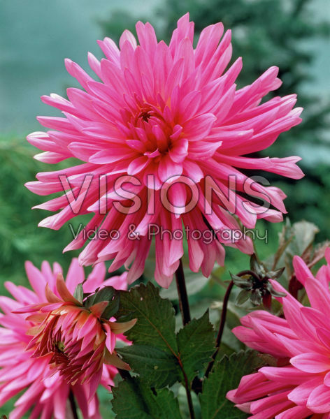 Dahlia pink Dahlia pink