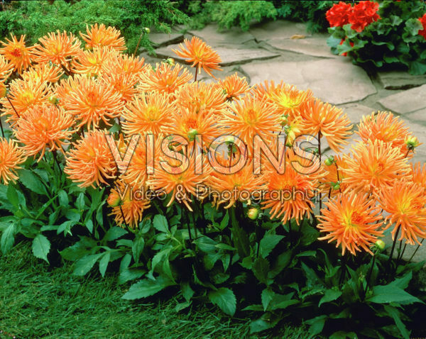 Dahlia orange