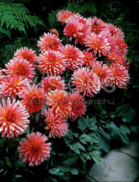 Dahlia salmon Dahlia salmon