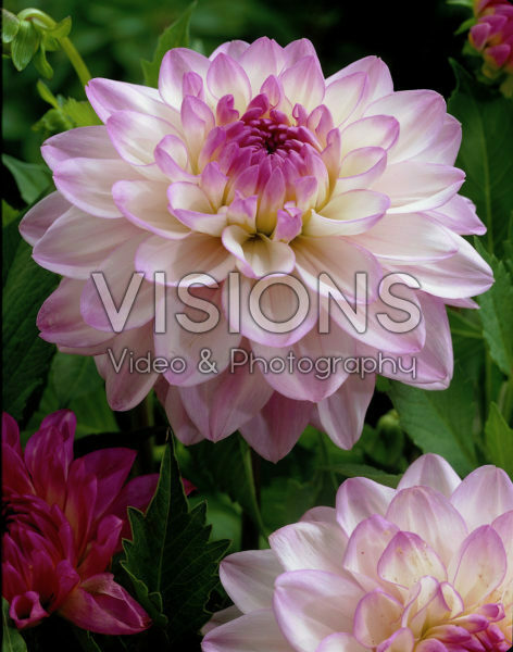 Dahlia pink Dahlia pink